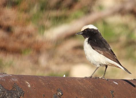 Wheatear Bird Perched - Free photo on Pixabay - Pixabay