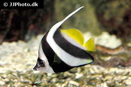 longfin bannerfish care size life span tank mates breeding