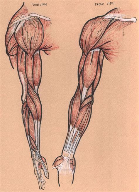 Female Arm Muscles Diagram