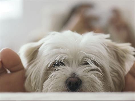 Our Guide Explains The Proper Dosage And Administration Of Chewy Panacur To Keep Your Four Legged Friends Healthy 1