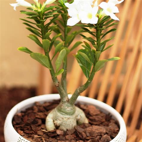 rosa del desierto comprar en vivero mario