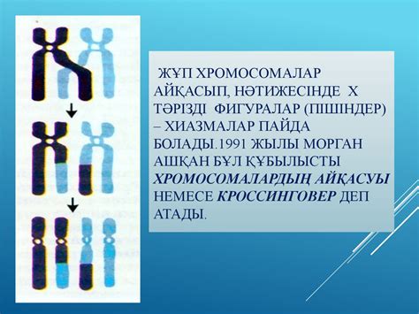 Тұқым қуалаушылықтың хромасомалық теориясы - презентация онлайн
