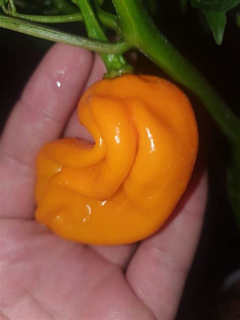 What it this pepper ? One person gave to me some seeds, and now, that
