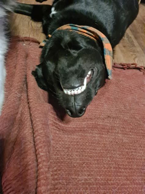 My Romanian rescue cryptid from the land of the spooky : r/CryptidDogs