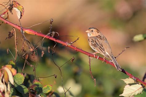 Harris's Sparrow | Audubon Field Guide