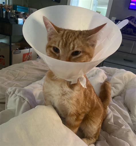 I feel so bad, I want to take that off her. she got spayed on Monday