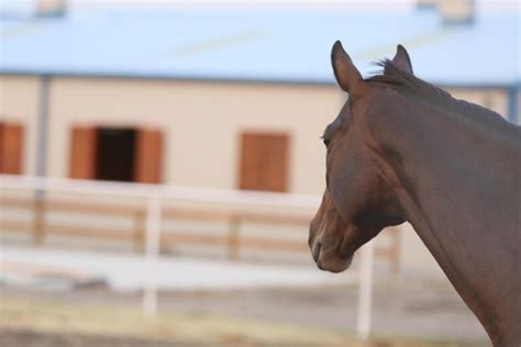 How Many Stomachs Do Horses Have: Surprising Facts Revealed! - Vetcage.com