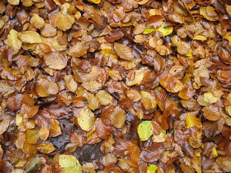 fall leaves freebigpicturescom