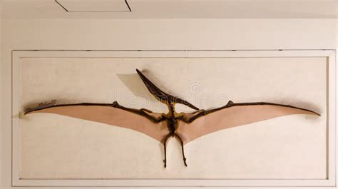 Esqueleto Fósil De Pteranodon En El Museo De La Historia Natural En ...