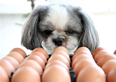 Can Dogs Eat Eggs? Yes, they can! Eggs are safe for dogs.