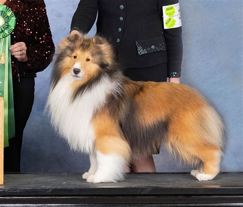 Shetland Sheepdog (Sheltie) Puppies For Sale