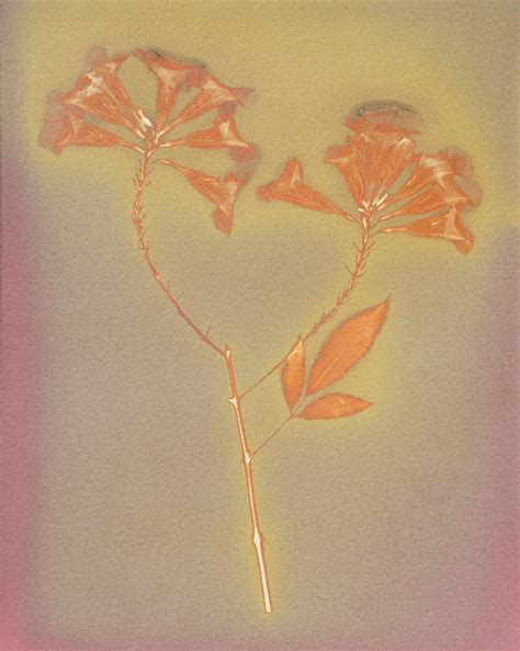 Bellflowers – ASIAN ART BRIDGE
