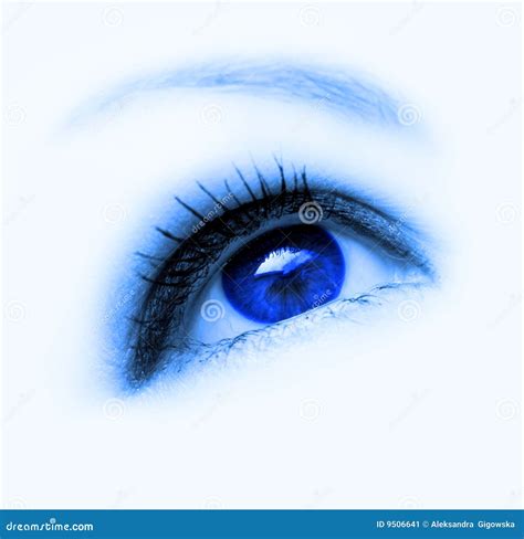 blauw oog stock afbeelding image  wijfje wenkbrauw