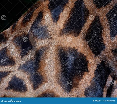 Skin of Giraffe Close Up Giraffa Camelopardalis Stock Photo - Image of camelopardalis, closeup ...