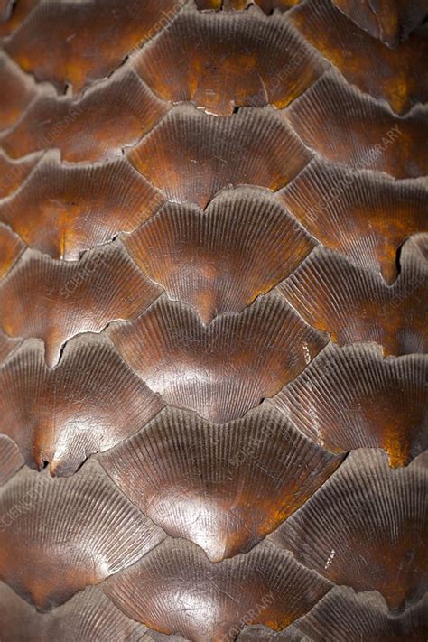 Pangolin scales, close-up - Stock Image - C028/9772 - Science Photo Library