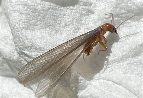 Identifying Flying Termites: 7 Bugs That Mimic Them