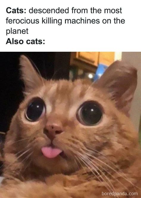 Funny Pictures Memes Cat