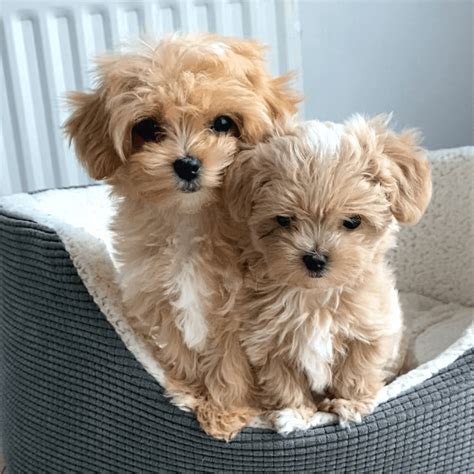 Maltipoo Full Grown: Does Size Really Matter?