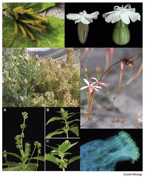 sexual selection  plants current biology