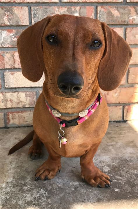 short dog hair