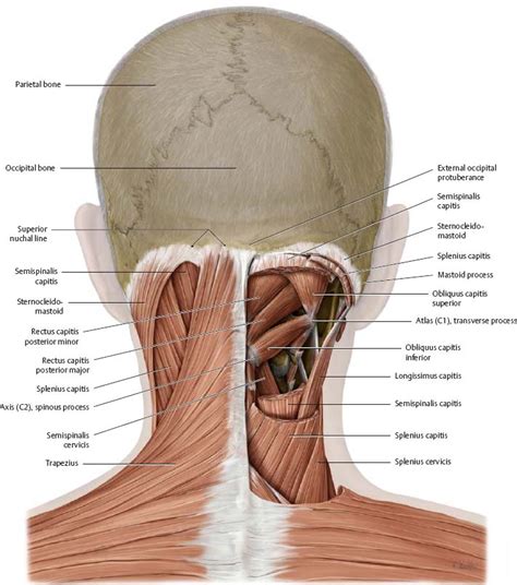 Back Of Neck Region Anatomy Muscles Of The Head And Neck Anatomy 7168 ...