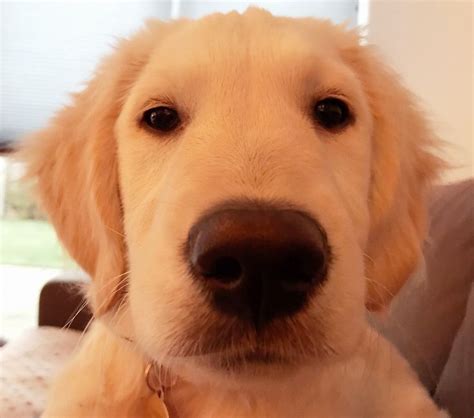 Profile pic | Golden retriever, Golden retriever puppy, Retriever puppy