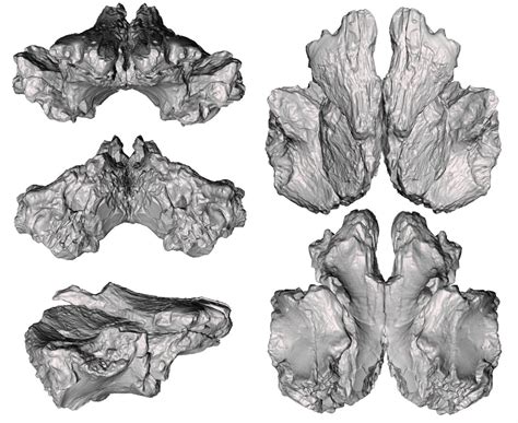 Species New to Science: [Paleontology • 2018] Dynamoterror dynastes • A ...