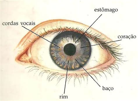 O Que É A Íris Dos Olhos - Iridologia: o que é e como funciona? | Iris olho, Medicina, Olhos