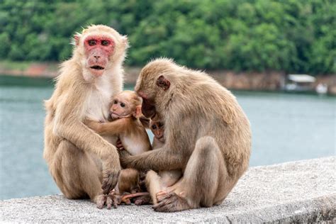 Monkey Family Stock Photos, Images and Backgrounds for Free Download