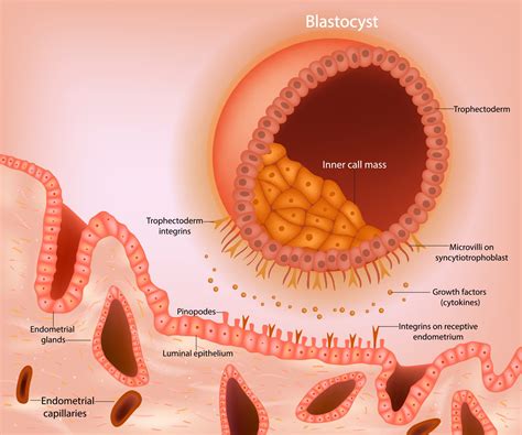 Implantation – Human Reproduction: A Clinical Approach