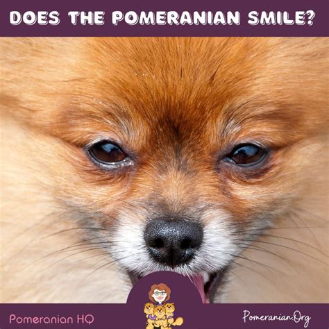 Does the Pomeranian Smile? Learn Why Dogs Smile?