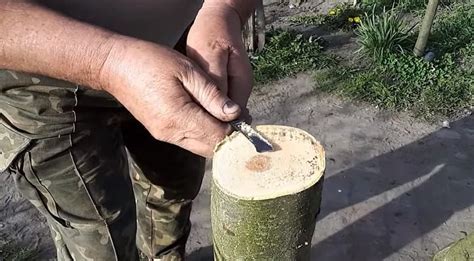 Весенняя обработка плодовых деревьев