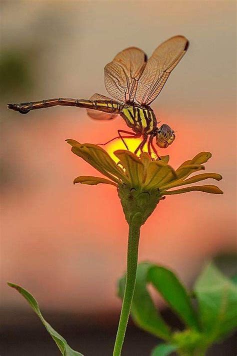 dragonflies   flower