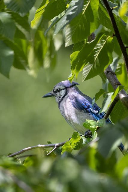 Bird Blue Jay Leaves - Free photo on Pixabay - Pixabay