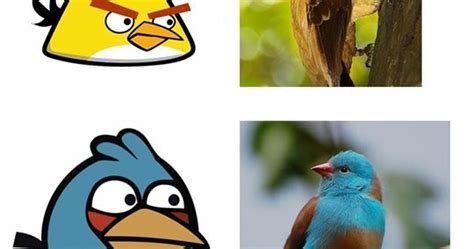 strano66: Foto Burung Games Angry Birds Di Dunia Nyata