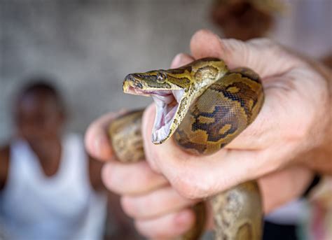 Python sebae - Central African rock python. Juvenile specimen. Bushmeat... | Download Scientific ...