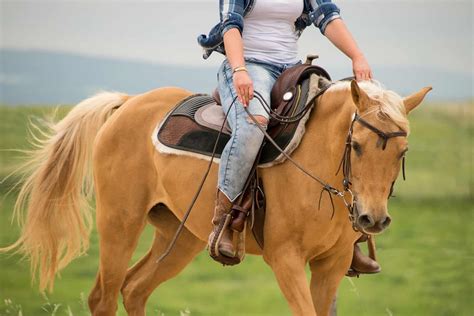 Palomino Horses: History, Fun Facts, Photos and Care - Seriously Equestrian
