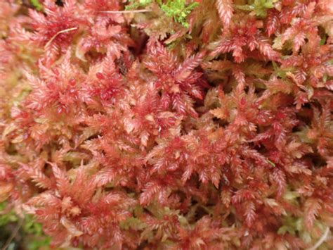 bog moss – Botanics Stories