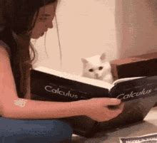 Calculus Cat Cat Math GIF - Calculus Cat Cat Math Studying Cat ...