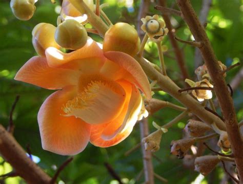 Cannonball Tree Fruit | The Survival Gardener