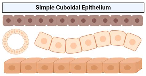Simple cuboidal epithelium- structure, functions, examples