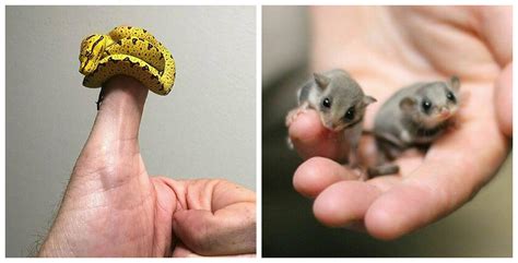 22 фото крошечных животных, которые могут поместиться на одном пальце ...