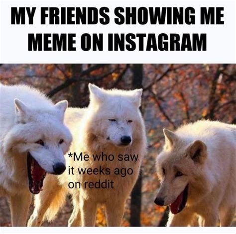 Derp laughing dogs meme : r/MemeTemplatesOfficial