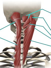 Deep Posterior Neck Muscles Diagram | Quizlet