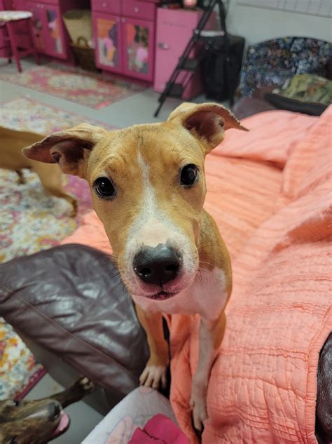 Phoenix Rising Rescue - Hey there. This is PUCKER. He is one of the