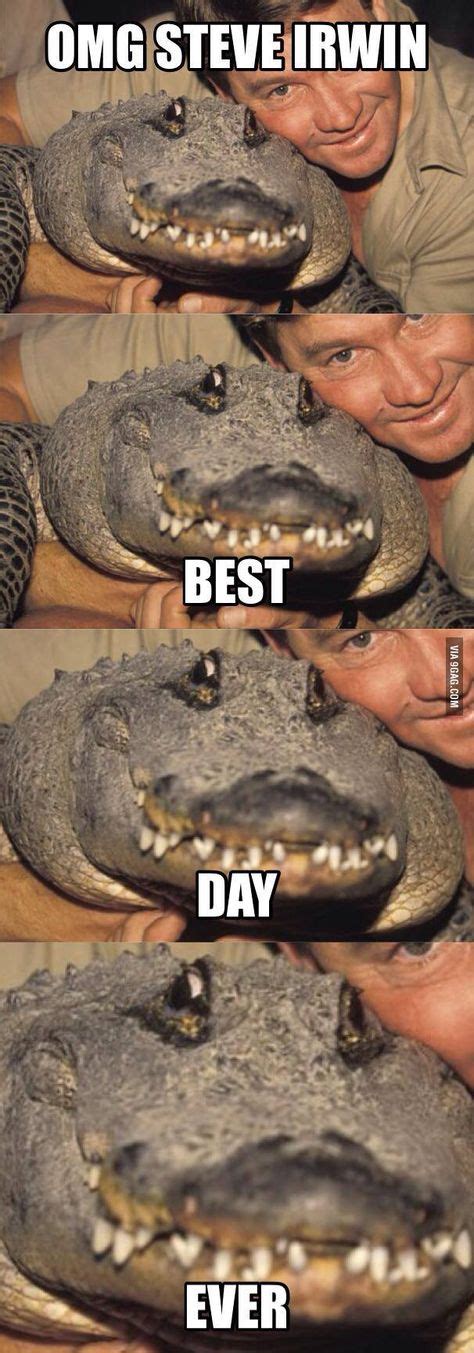 30 Alligator memes ideas | memes, alligator, funny pictures