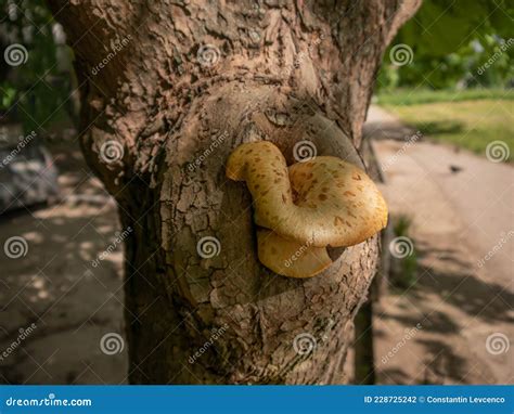 Edible Mushrooms Growing on Trees. Close-up. Wild Nature. Stock Photo ...