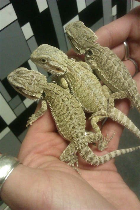 bearded dragons for sale | Reptile Forums