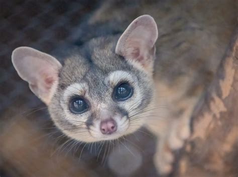 Phoenix Zoo Welcomes Two Ringtail Kits! - Phoenix Zoo