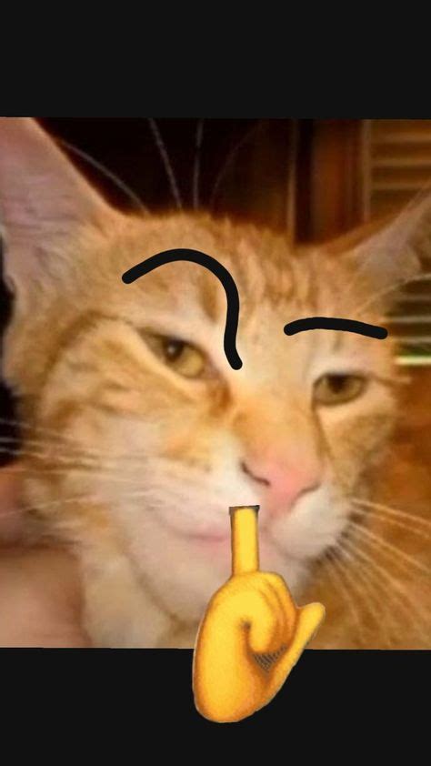 Sigma Cat